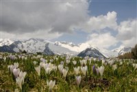 Gruber Alm